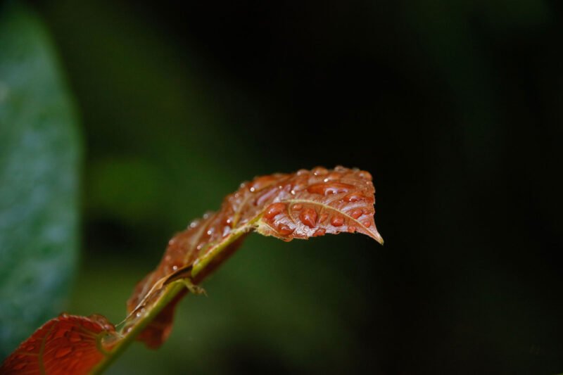 Rain droplets on a red rainforest leaf
