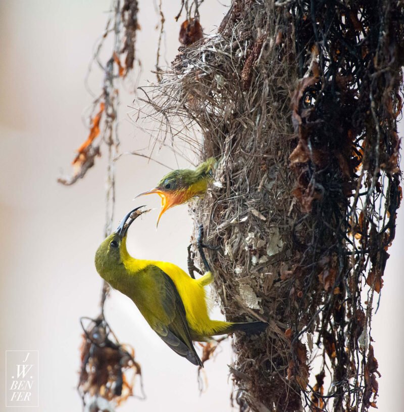 An olive-backed sunbird feeding a chick at its hanging nest