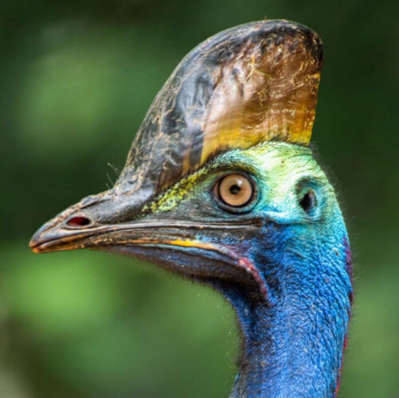 A southern cassowary, head and neck, against rainforest.