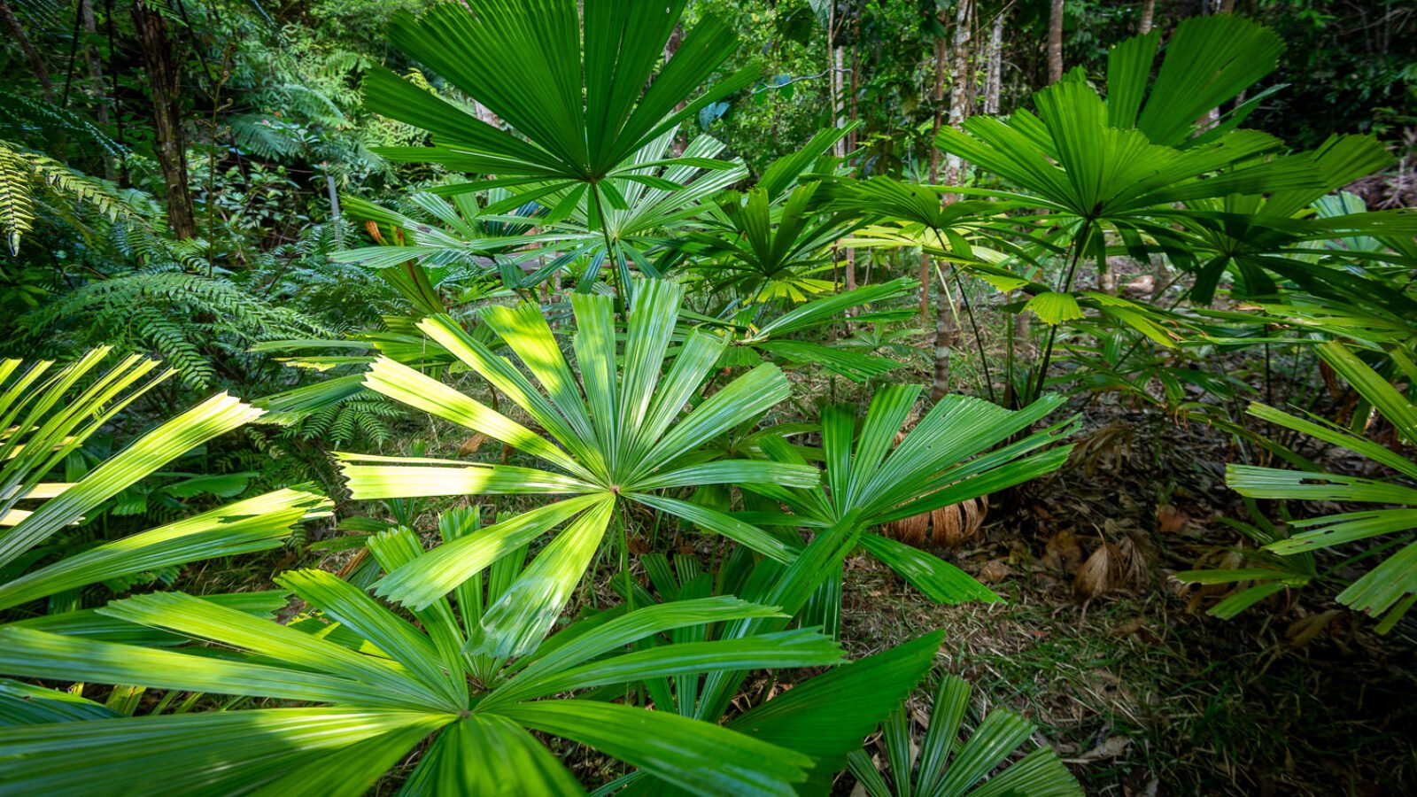 Fan palms and ferns in the understorey at Harmony Creek