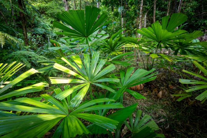 Fan palms and ferns in the understorey at Harmony Creek