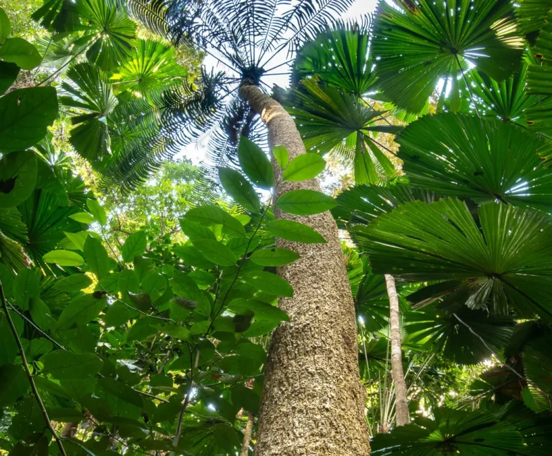 Looking up a tall tree trunk through fan palms and rainforest canopy.